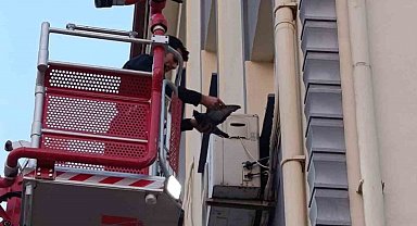 İskenderun'da klima motoruna dolaşan kuş kurtarıldı