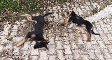 Isparta'da art arda yaşanan köpek ölümlerine valilik inceleme başlattı