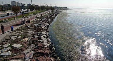 İzmir sahilinde 'yeşil' istila