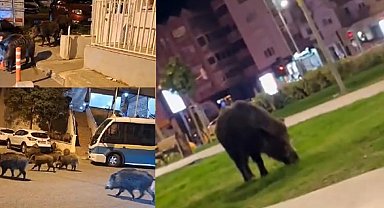 İzmir, sokaklarında domuz sürüleri ile doğal yaşam parkına döndü