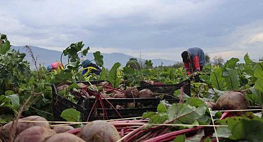 İzmir'in bereketli topraklarında 'Kırmızı elmas' mesaisi