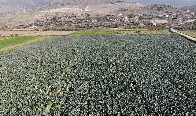 İzmir'in verimli tarım arazilerinde 'yeşil altın' hasadı