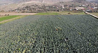 İzmir'in verimli tarım arazilerinde 'yeşil altın' hasadı
