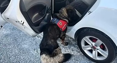 Jandarma tarafından Muğla'da yapılan denetimde bir haftada 80 şahıs yakalandı