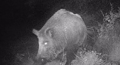 Kahramanmaraşlı doğa tutkunu genç fotokapanla yaban hayatını görüntülüyor