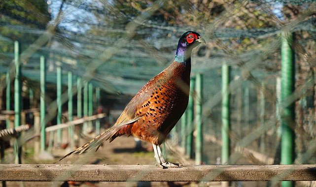 Kahverengi kokarca savaşçıları: 2025'te 3 bin sülün doğaya salındı