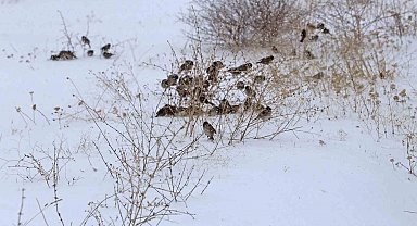 Kar esareti kuşları da etkiliyor