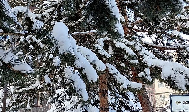 Kar yağışının ardından ağaçlarda kartpostallık görüntü