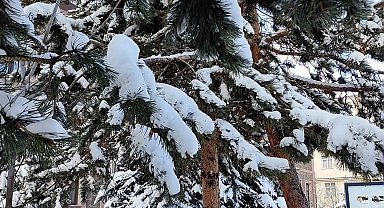 Kar yağışının ardından ağaçlarda kartpostallık görüntü