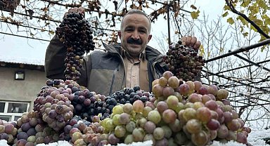 Kara kışa meydan okuyan lezzet: Kışlık üzüm dalından koparıldı