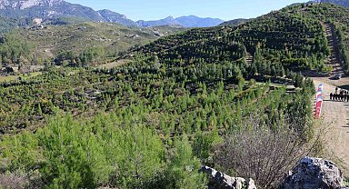 Kara tablo, 6 yılda yeşil örtüye dönüştü