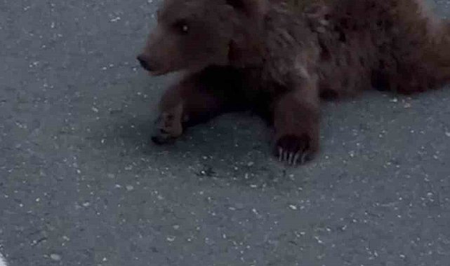 Kara yolundaki yaralı yavru ayı DKMP'ya teslim edildi