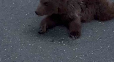 Kara yolundaki yaralı yavru ayı DKMP'ya teslim edildi