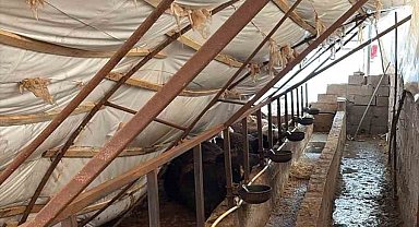 Karabük'te kar yağışı ahıl çatısını çökertti: 7 büyükbaş hayvan telef oldu