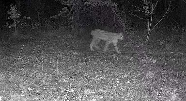 Karabük'te vaşak ve yavrusu ile kurt, fotokapana yansıdı