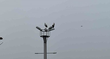Karabük'ün simgesi haline gelen leylek dronla görüntülendi