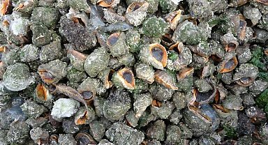 Karadeniz için en büyük iki tehdit: "Deniz salyangozu ve taraklı medüz"