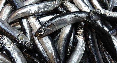 Karadeniz'de hamsi bolluğu sürüyor, mezgit ise birkaç gündür görünmüyor