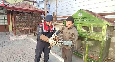 Karaman'da yaralı bulunan kızıl şahin koruma altına alındı