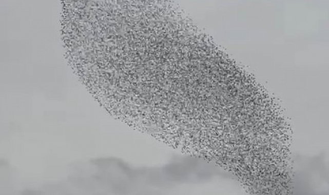 Karapınar'da sığırcık kuşları görsel şölen oluşturdu