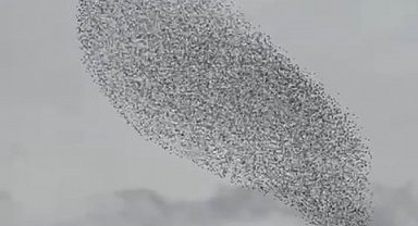 Karapınar'da sığırcık kuşları görsel şölen oluşturdu