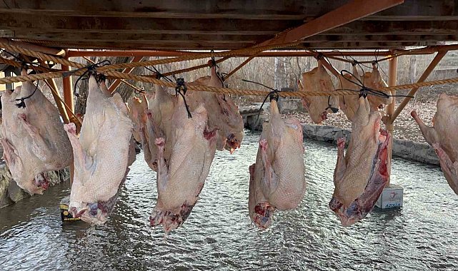 Kars kazı geleneksel yöntemlerle kurutuluyor: Kış sofralarının vazgeçilmezi hazırlanıyor