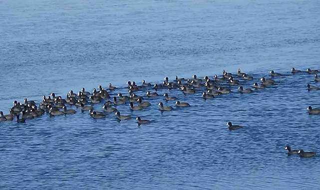 Kars'ın "Yerli Penguenleri" görev başında