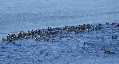 Kars'ın "Yerli Penguenleri" görev başında