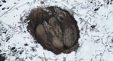 Kars'ta yumak halinde uyuyan domuz ailesi görüntülendi