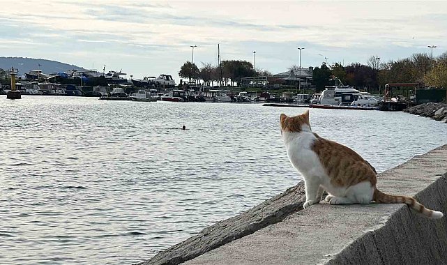 Kartal'da üşüten manzara: İki arkadaş soğukta denize girdi