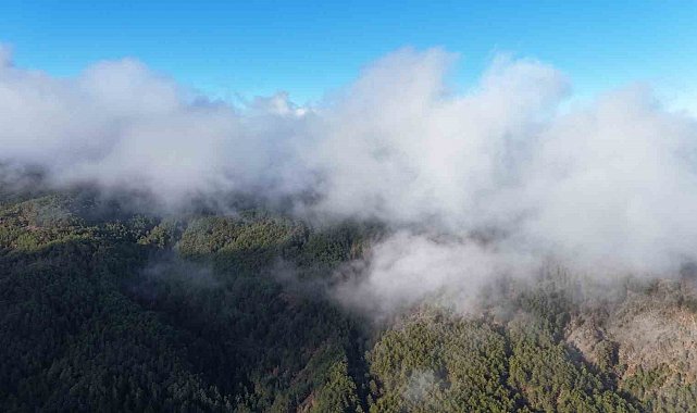 Kastamonu'da sis bulutları ve ormanların buluşması mest etti