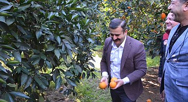 Kaymakam Kumcu, 'Köyceğiz Portakalı' hasadına katıldı