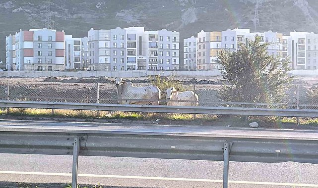 Kaza yapan tırdan kaçan anguslar şehir turunda