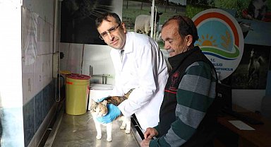 Kedi ve köpeklere mikroçip uyarısı: 31 Aralık son gün