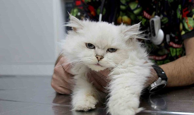 Kedide dünyada görülmemiş anomali: Başarılı operasyonla sağlığına kavuştu