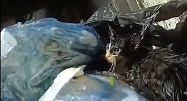 Kediyi poşete koyup çöpe attılar