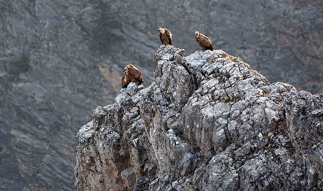 Kemaliye'de göçmen akbabalar görüntülendi