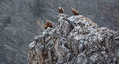 Kemaliye'de göçmen akbabalar görüntülendi