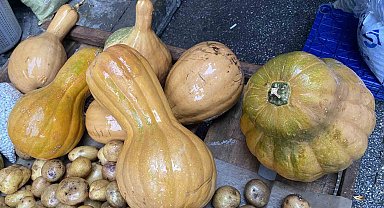 Kendisi ayrı, çekirdeği ayrı şifa kaynağı