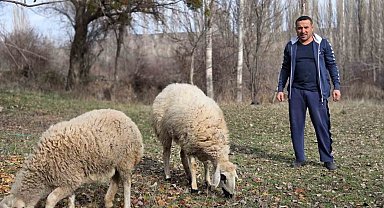 Kesmek için aldığı koyunlara şimdi antrenörlük yapıyor