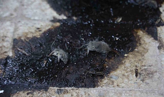 Kilis'te hijyen şartlarına aykırı üretim yapan işletmeye 105 bin TL ceza