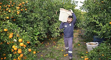 Kilogram fiyatı 2 TL'ye düşünce dalda çürümeye bırakılmıştı, 320 ton ürün vatandaşlara ücretsiz dağıtıldı