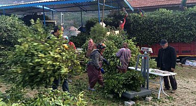 Kilogramı 25 liradan satılan defne yaprağı bir köyün geçim kanağı oldu