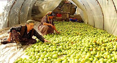 Kırağı vurdu, gök domates seraya taşındı