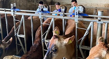 Kırklareli'nde büyükbaş hayvan işletmelerinde hastalıktan ari kontrolleri