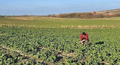 Kırklareli'nde kanola gelişimi inceleniyor