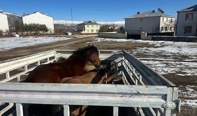 Kış şartları öncesi önlem: Başıboş binek hayvanları toplatıldı
