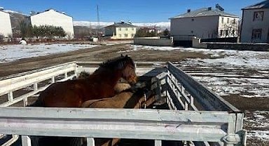 Kış şartları öncesi önlem: Başıboş binek hayvanları toplatıldı