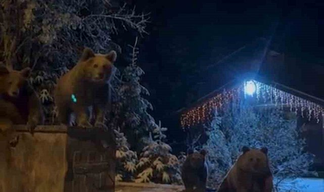 Kış uykusuna yatmayan ayılar böyle görüntülendi