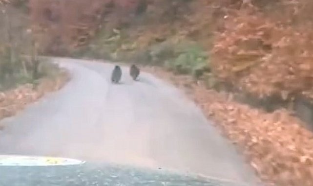 Kış uykusuna yatmayan yavru ayılar kameraya yakalandı